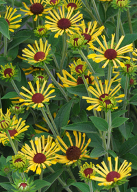 Rudbeckia subtomentosa 'Little Henry'